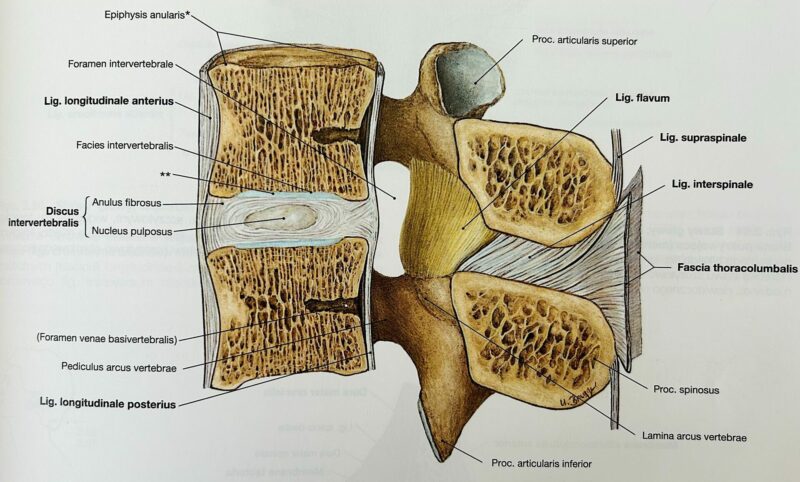 Discopathy and disc herniation
