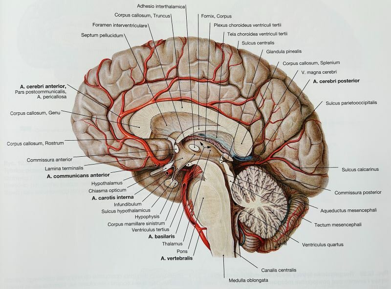 Anatomy atlas: “Sobotta: Head, Neck and neurology”, F. Paulsen and J. Waschke
