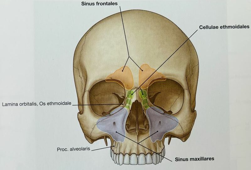 Anatomy atlas: “Sobotta: head, neck and neurology”, F. Paulsen and J. Waschke